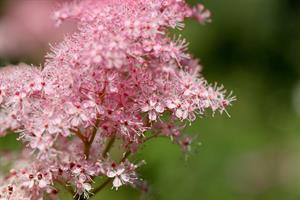 Filipendula 